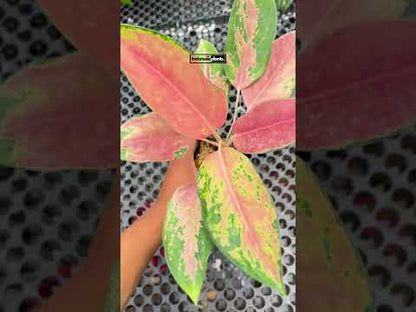 aglaonema pink cochin price Aglaonema Kochin Pink – INDONESIAPLANTS
