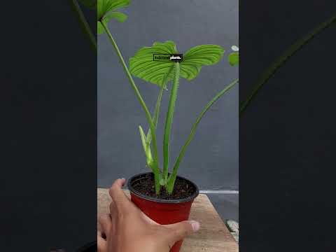 philodendron silver cloud mature Philodendron Silver Cloud – INDONESIAPLANTS