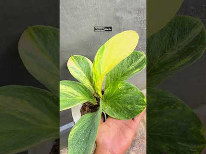 Anthurium Jenmanii Amarillo Abigarrado Tamaño Grande