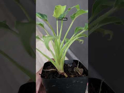 Philodendron Xanadu Variegated