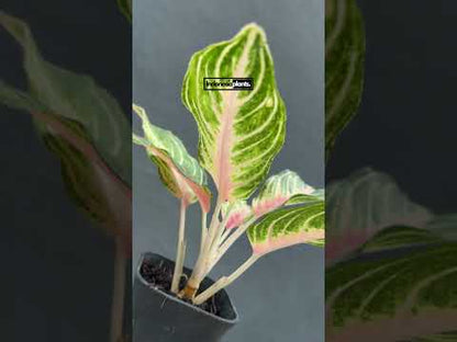 aglaonema pink sunset Aglaonema Pink Sunset – INDONESIAPLANTS