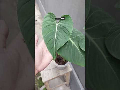 Philodendron Glorious