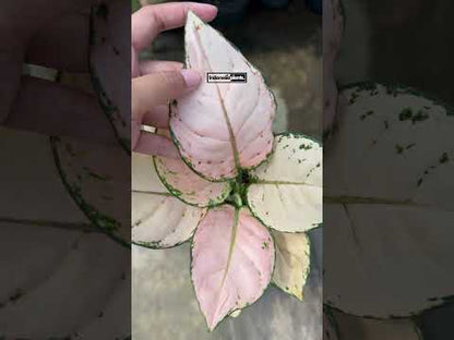 aglaonema pink sofia with pinkish color and white color as the default color. import aglaonema plants only from Indonesia. visit here to know how to import live plants from indonesia.