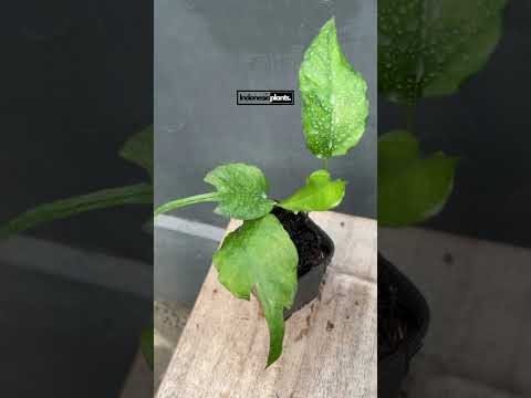 skeleton key pothos for sale Epipremnum Skeleton Key Mature – INDONESIAPLANTS