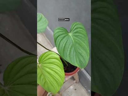 Filodendro confiado