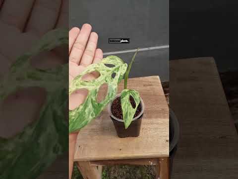 monstera adansonii indonesian mint variegated Monstera Adansonii Mint Variegated – INDONESIAPLANTS