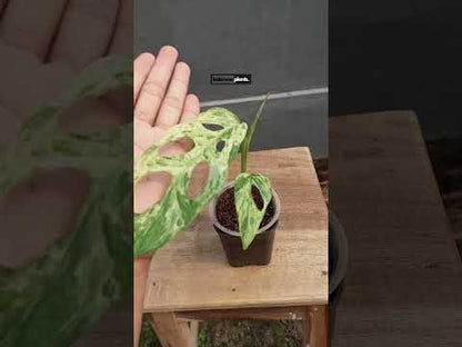 monstera adansonii indonesian mint Monstera Adansonii Mint Variegated – INDONESIAPLANTS