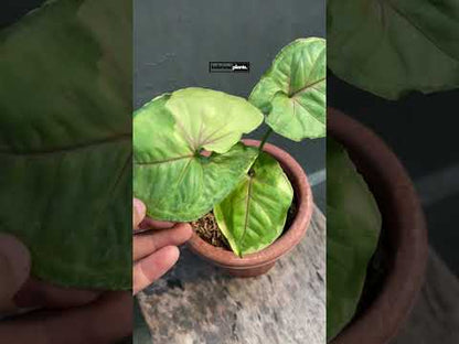 Syngonium Orm Thong / Mango bunt