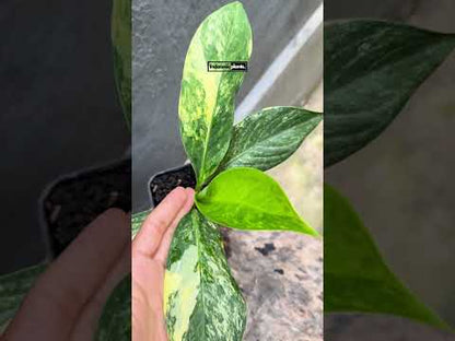 dieffenbachia big ben care Dieffenbachia Big Ben Variegated Small Size – INDONESIAPLANTS