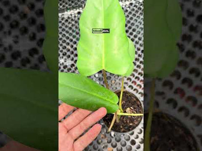Philodendron Jose Buono × Mayoi