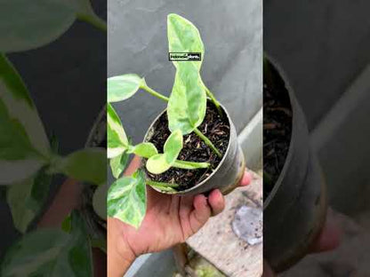Epipremnum Njoy Pothos