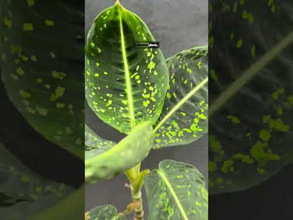 Dieffenbachia Reflector