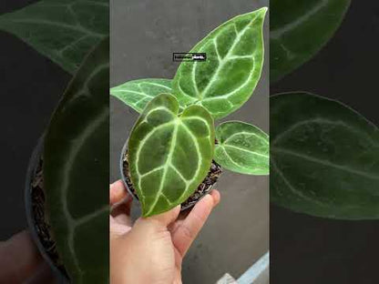 Anthurium Crystallinum tamaño pequeño