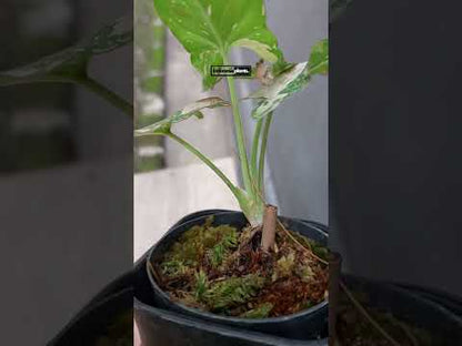 سينجونيوم ريد سبوت ثلاثي الألوان وردي على وردي