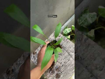 Anthurium Vittarifolium Babygröße