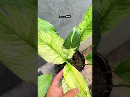 Spathiphyllum lirio de la paz abigarrado