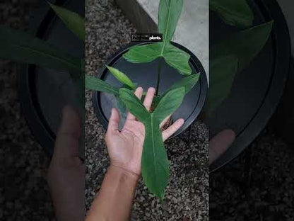 philodendron glaucous Philodendron Glaucous