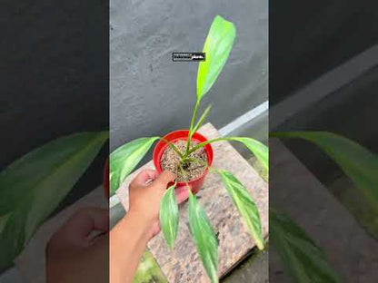 Epipremnum Amplissimum Variegated