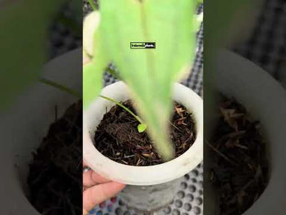 Syngonium White Princess