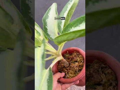 Aglaonema Green Bowl