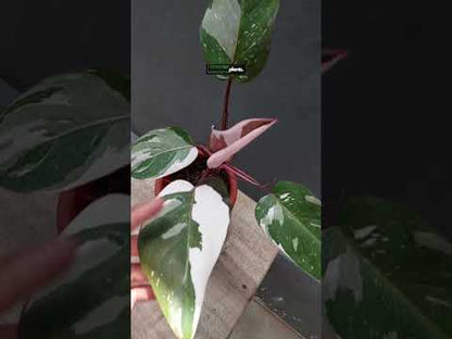Philodendron Red Anderson
