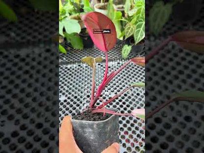 Philodendron Pink Princess