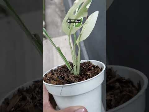 monstera adansonii giant Monstera Adansonii Giant Variegated Albo – INDONESIAPLANTS