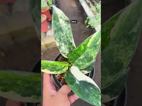 aglaonema siam jade variegated Aglaonema sp. 'Siam Jade' Variegated (wk3-J)