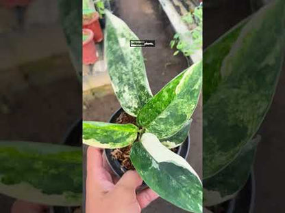 Aglaonema Siam Jade Variegated