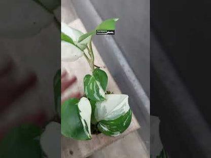 Scindapsus Treubii Albo bunt