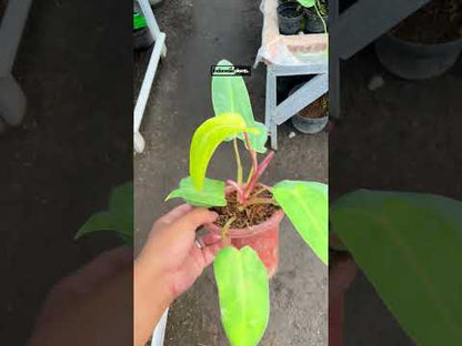 Philodendron Painted Lady Small