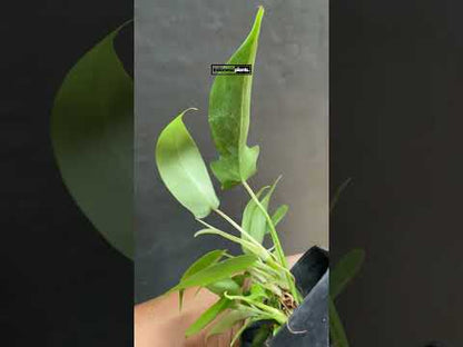 Philodendron Florida Ghost Mint Small