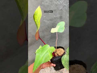 Philodendron-Erdbeershake