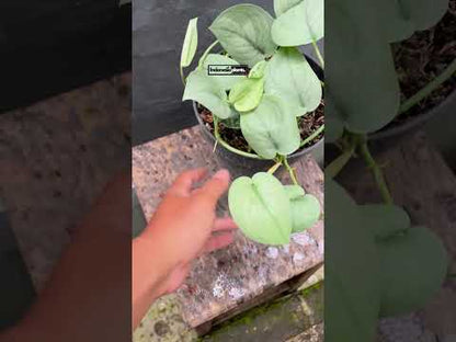 Scindapsus Siver Platinum