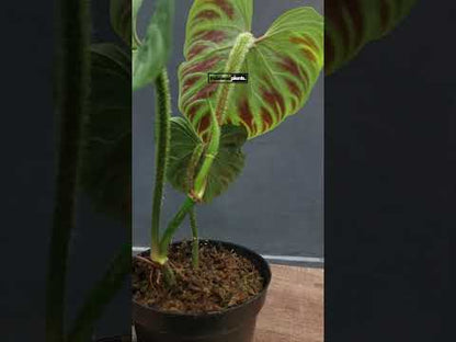 Philodendron Verrucosum