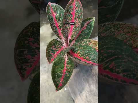 aglaonema spp. adelia アグラオネマ　アデリア Aglaonema Adelia – INDONESIAPLANTS