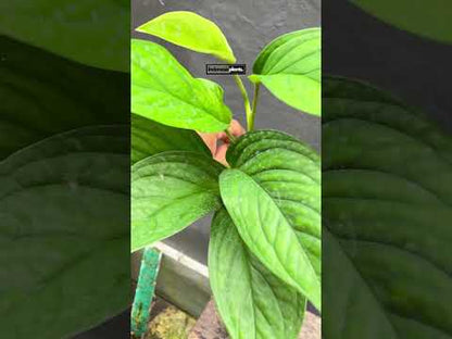 Monstera Peru Karstenianum
