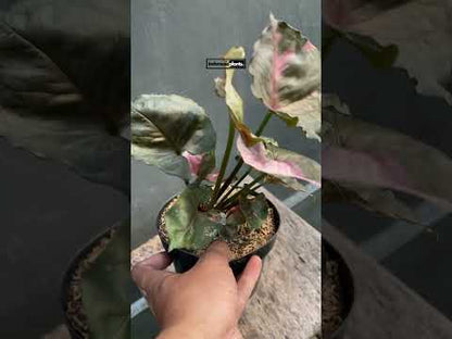Galaxia de hielo de fresa Syngonium