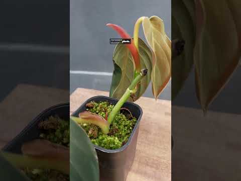 philodendron gigas mature form Philodendron Gigas Large – INDONESIAPLANTS