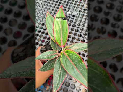 Aglaonema Pink Lipstic