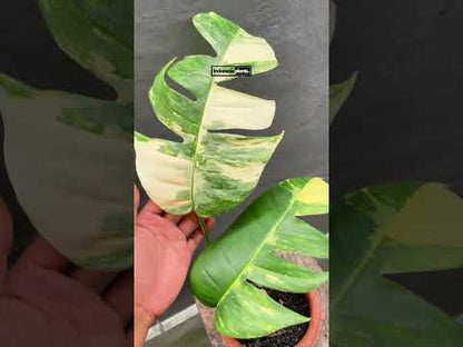 Epipremnum Pinnatum Albo Variegated Fenestrated Leaves