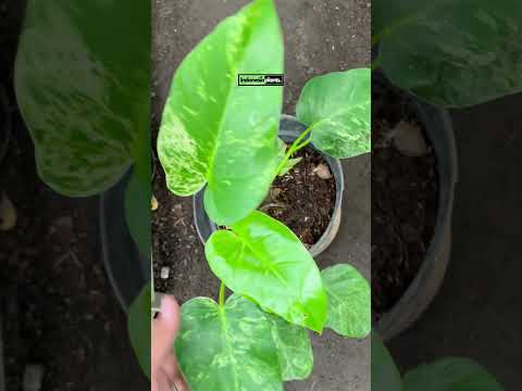 philodendron blizzard Philodendron Giganteum Blizzard Variegated Large – INDONESIAPLANTS