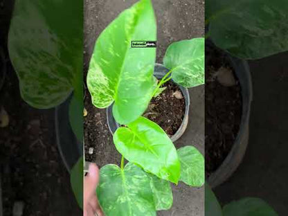 Philodendron Giganteum Blizzard Variegated Large