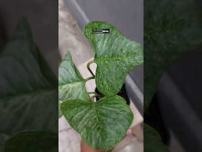 Filodendro Sodiroi Abigarrado