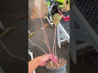 Homalomena Negra