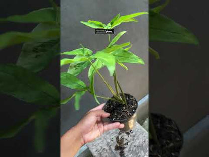 سينجونيوم أنجوستاتوم أصفر متنوع