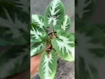 سينجونيوم ويندلاندي الشكل الدائري