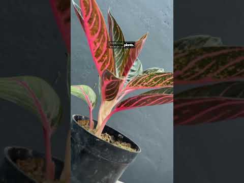pride of sumatra aglaonema Aglaonema Pride of Sumatra – INDONESIAPLANTS