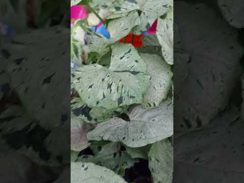 A video preview of Syngonium Green Splash plants in a nursery setting.