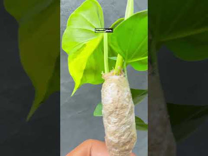 Philodendron Brasil Large Form